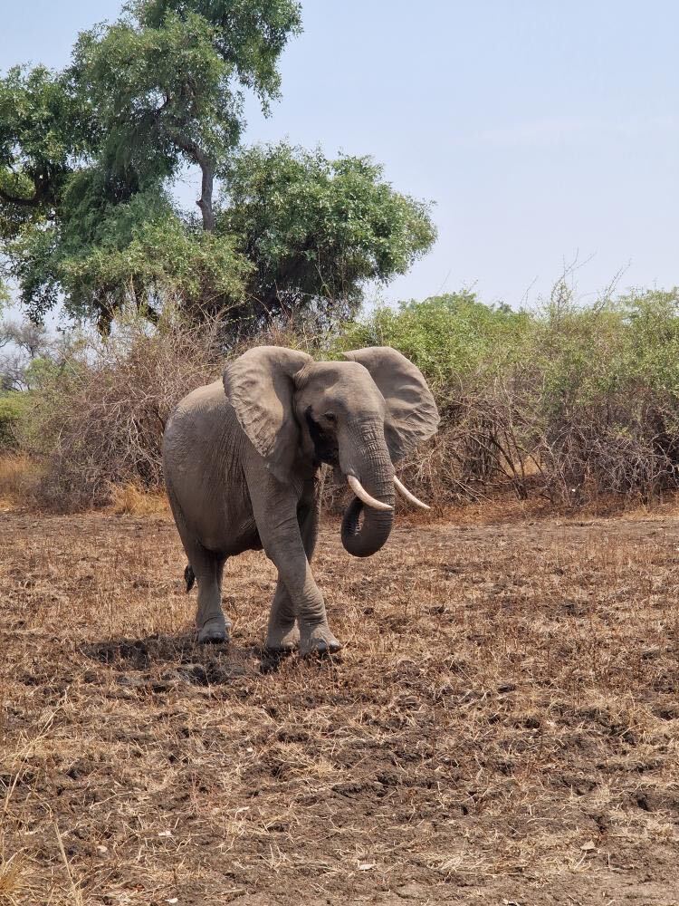 African elephant