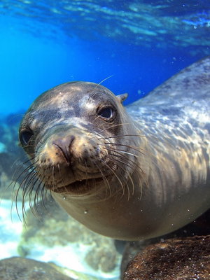 Galapagos Islands Adventure