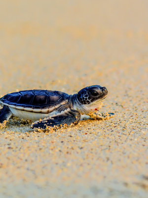 Sri Lanka Turtle & Environmental Conservation