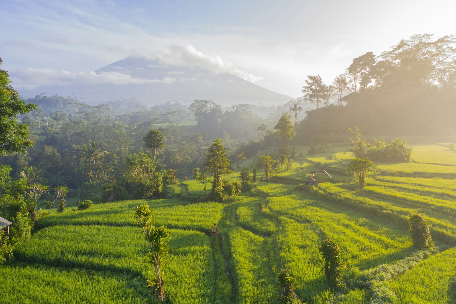 View of Bali Rice Terraces in Indonesia