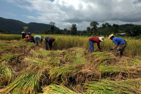 A group of people harvesting rice