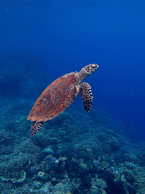 Madagascar Turtle Conservation