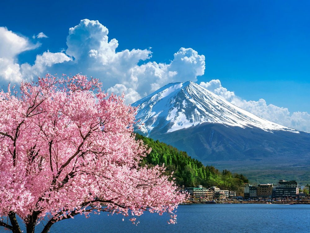 Bright landscape of blue sky, pink cherry blossom tree and snow-caped mountain with green hill and town, Mount Fuji
