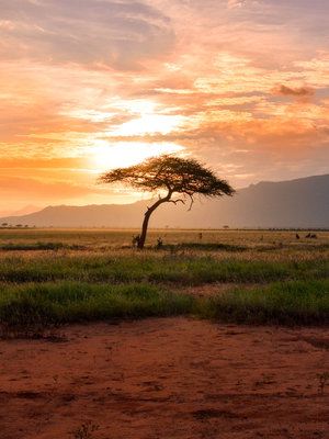 The Great African Journey