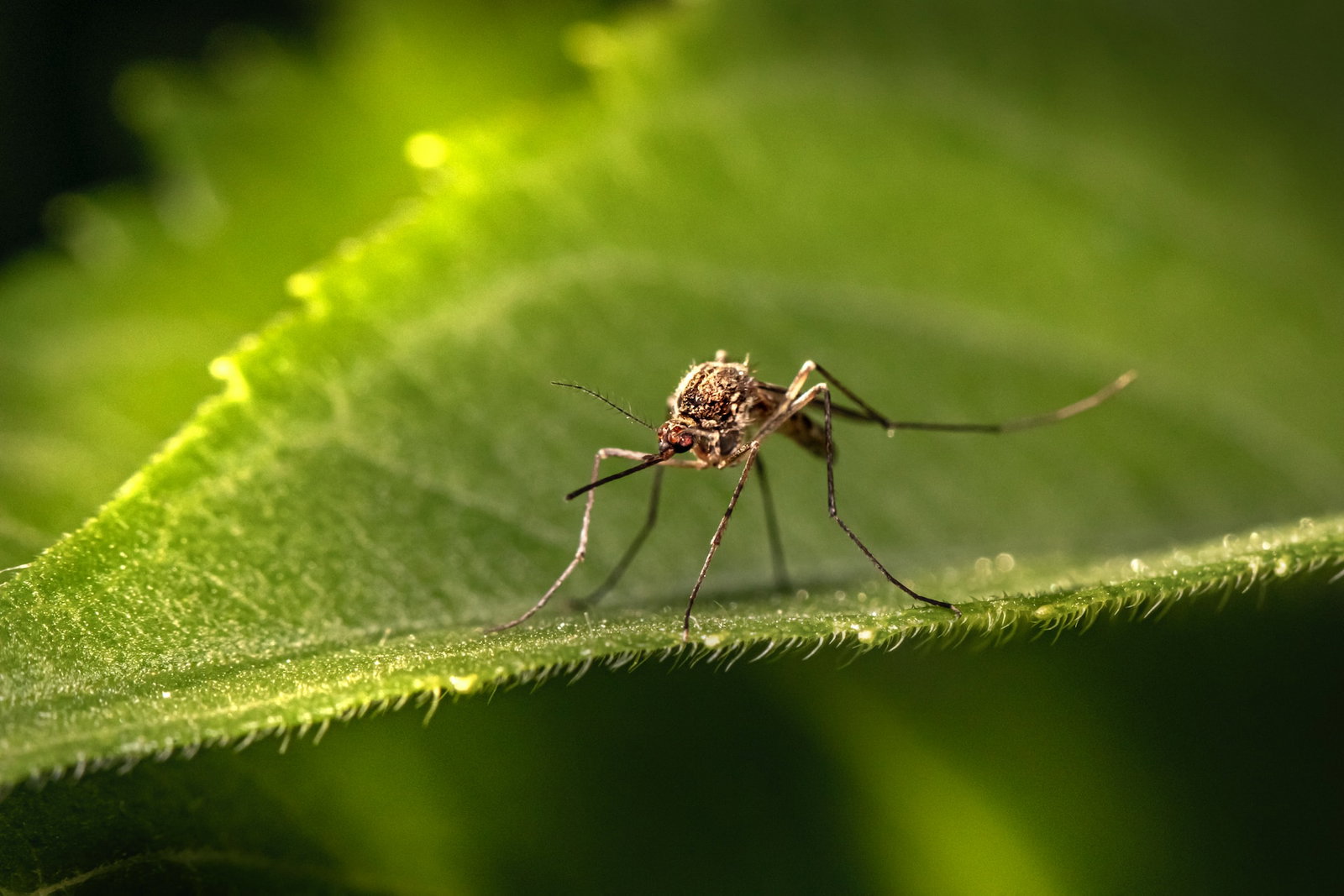 A mosquito on a loeaf