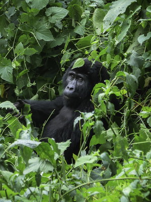 Kenya & Uganda Gorilla Trek