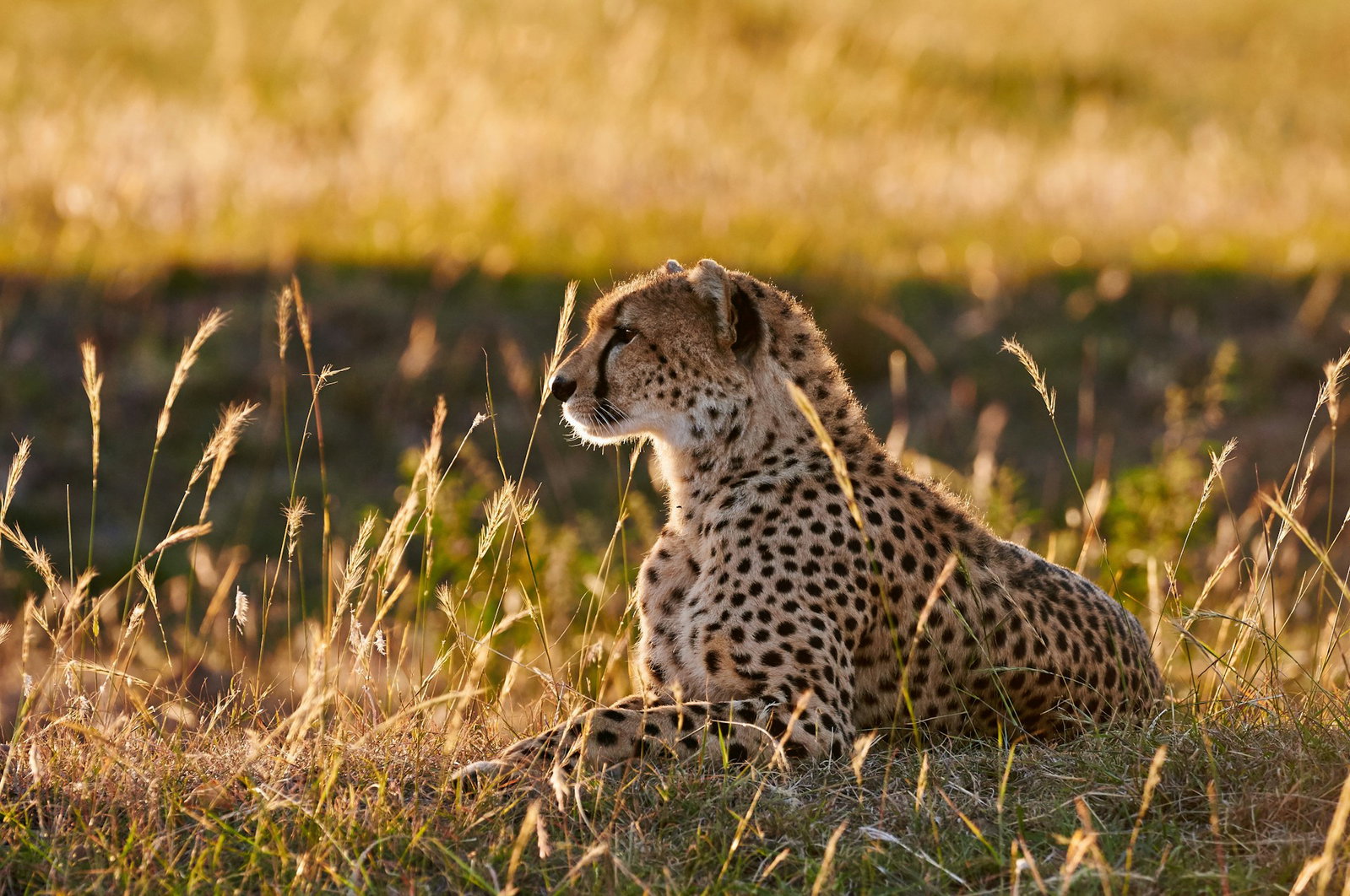 Beautiful leopard sitting and facing the left on a sunny grassland, South Africa