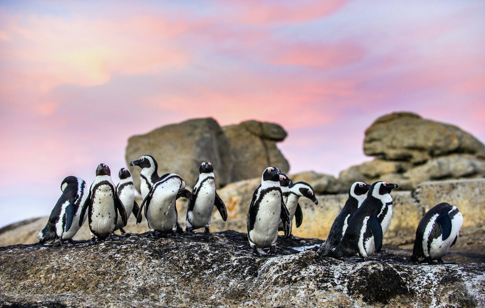 Mini penguin colony on granite rock with rock tower in distance at sunset, Cape Town