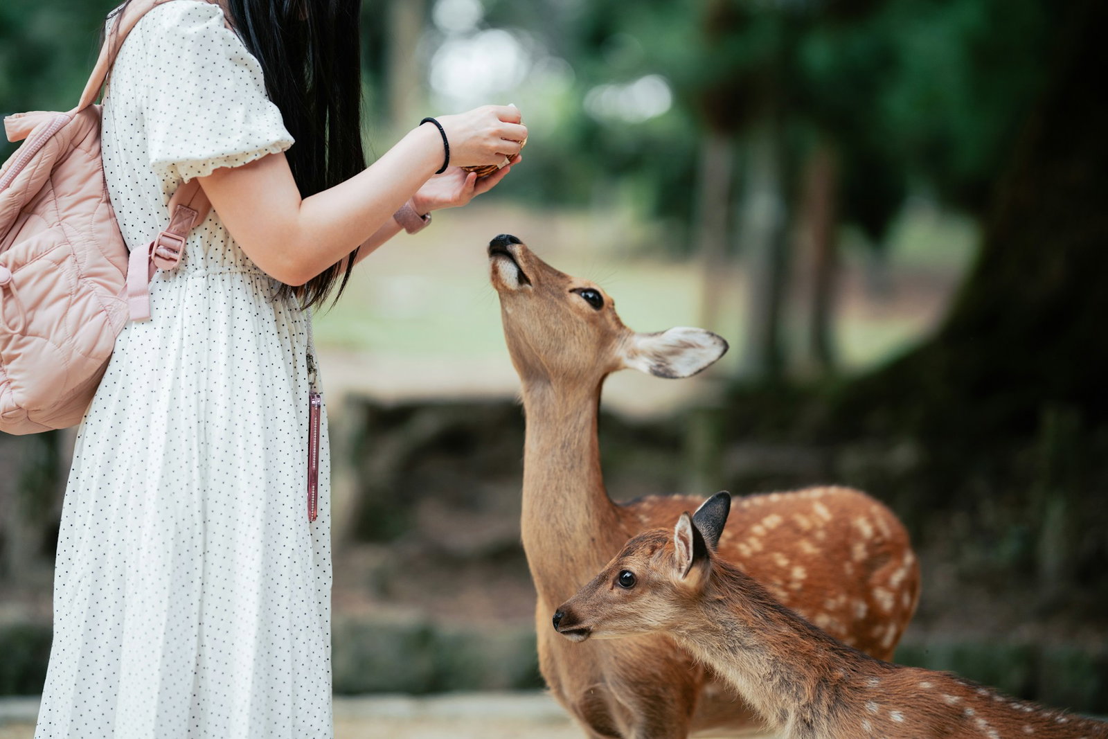 Woman wearing white dress feeding two deer in forest