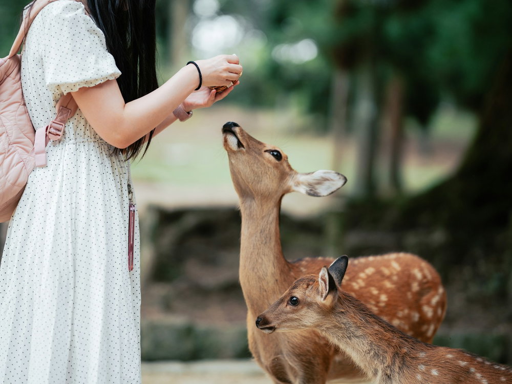 Woman wearing white dress feeding two deer in forest