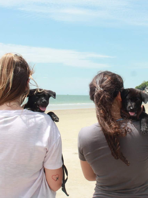 Thailand Animal Welfare Volunteers