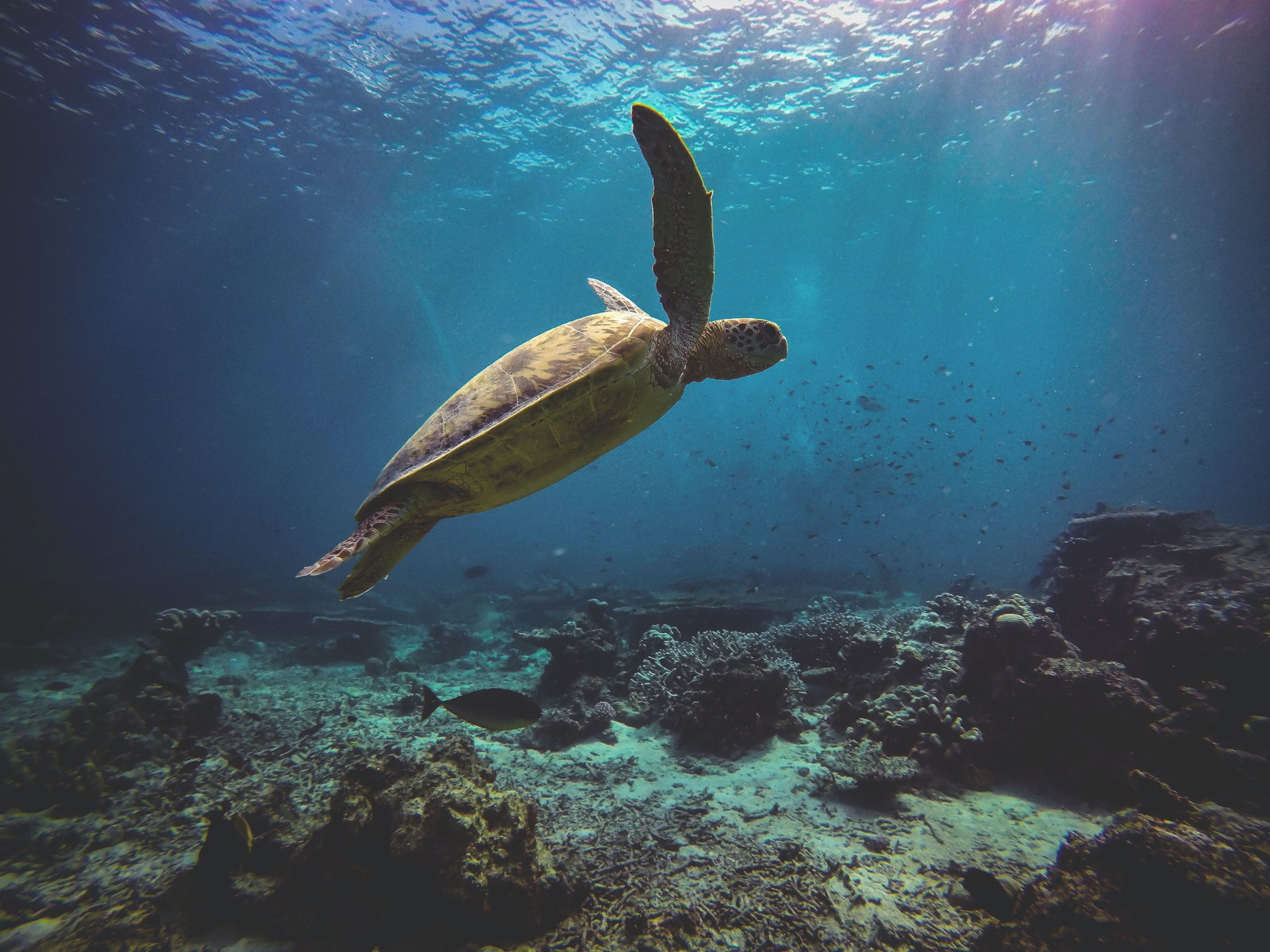 Green turtle in the ocean in Malaysia 