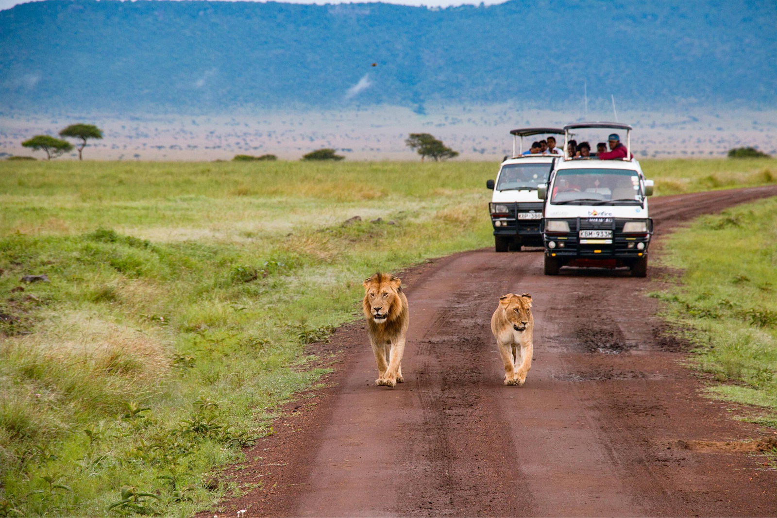 Kenya Safari truck with lions