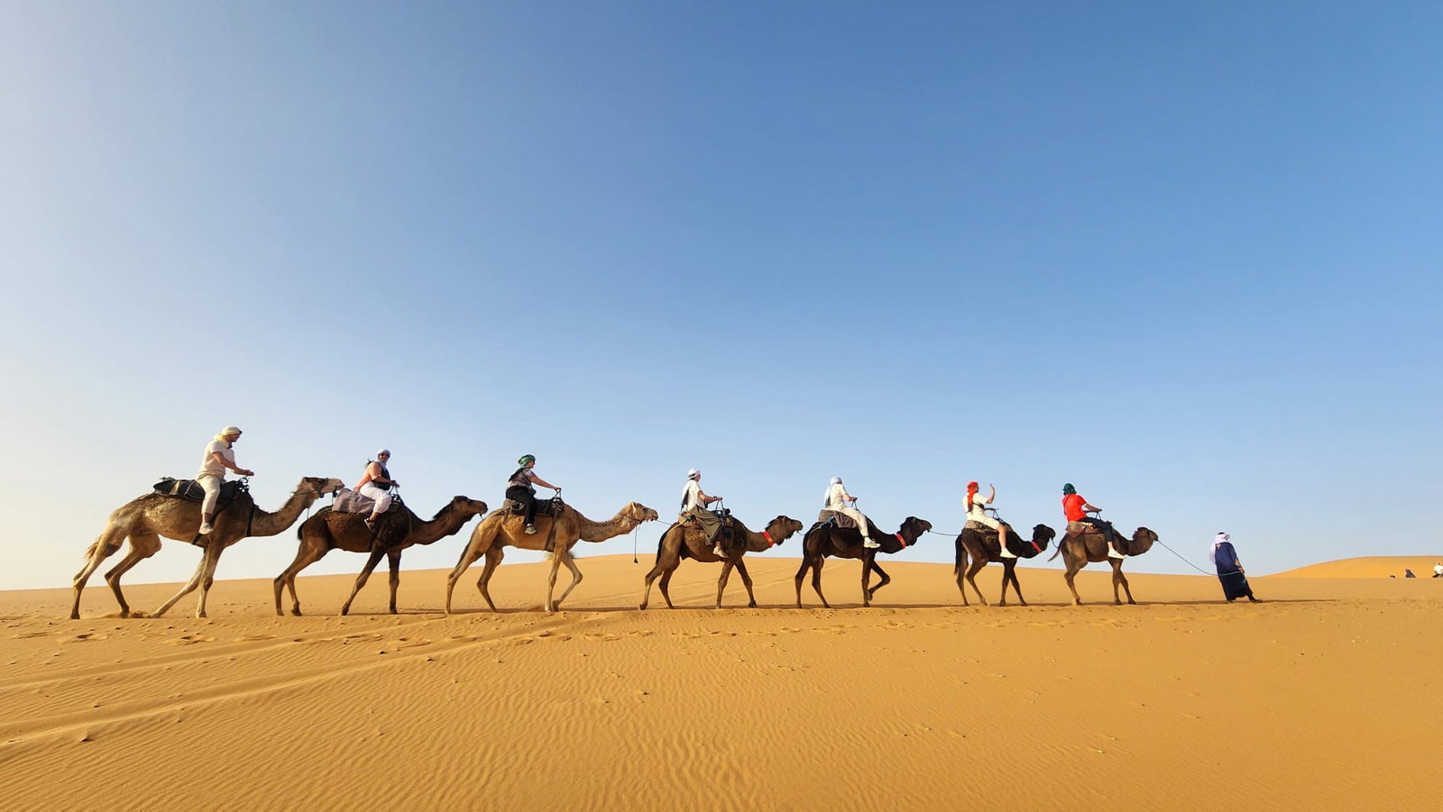 Group travellers on camels in Morocco Sahara Desert