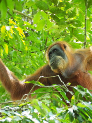 Sumatra Discovery