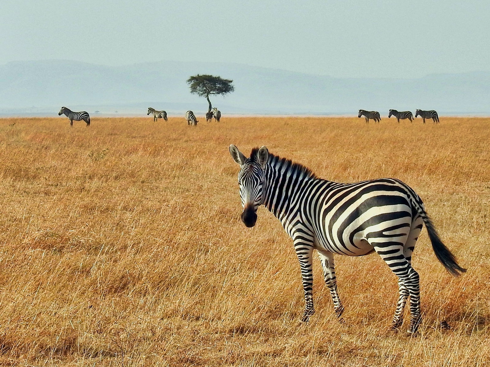 Zebra in Africa