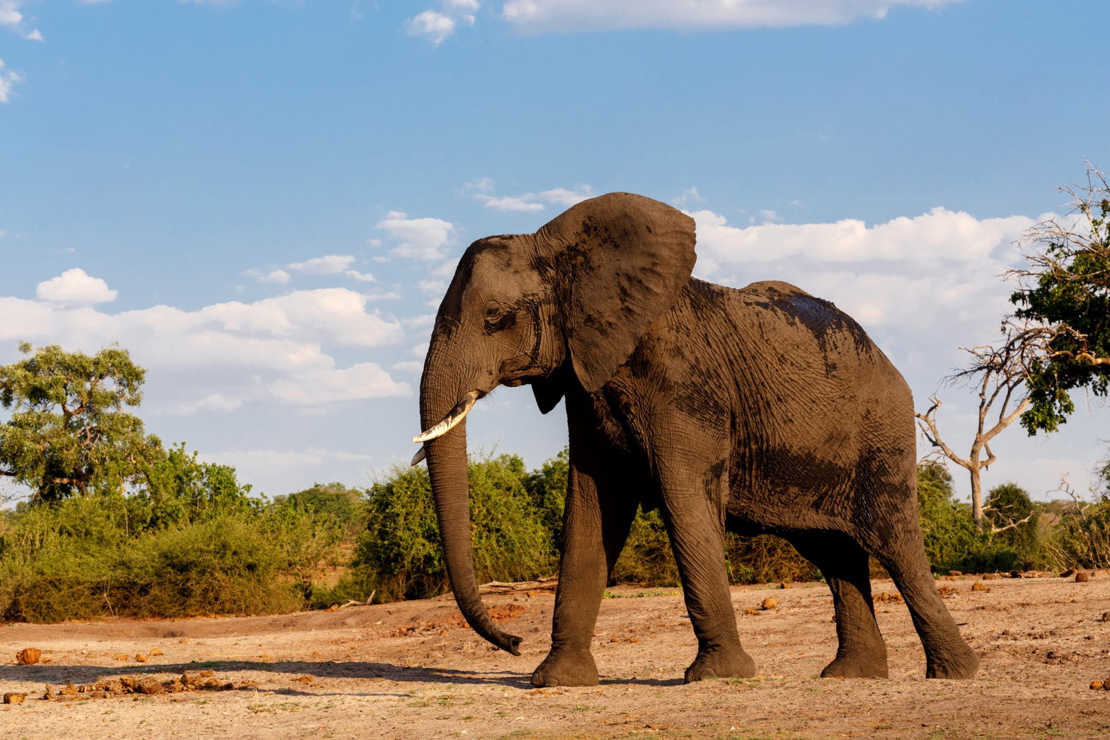 African Elephant in Africa on Safari