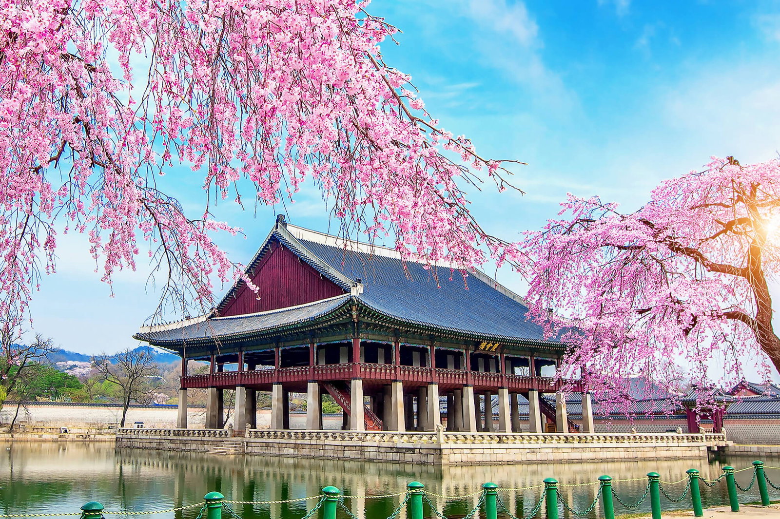 Gyeongbokgung Palace with Cherry Blossom in South Korea