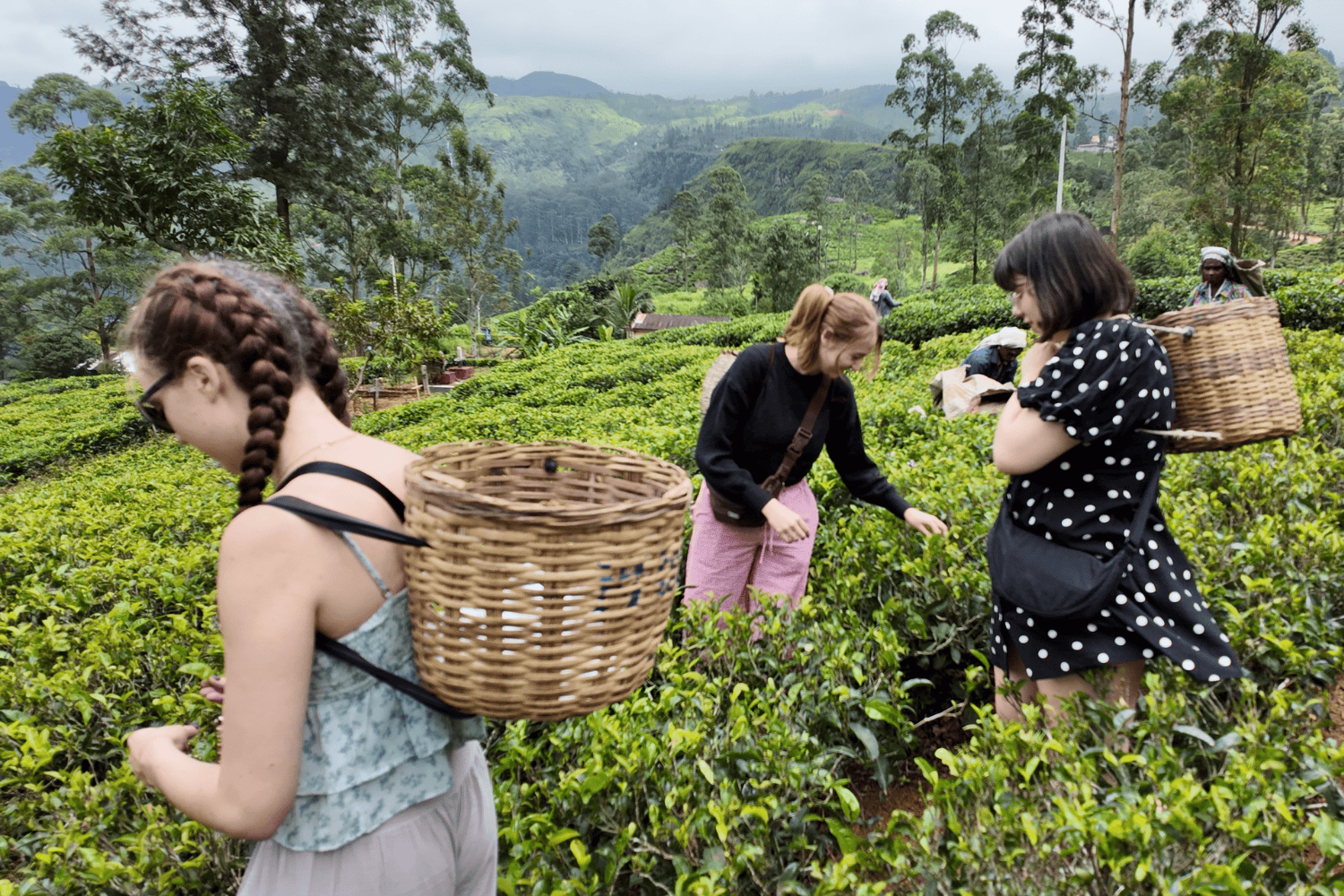 Tea Plantation in Sri Lanka