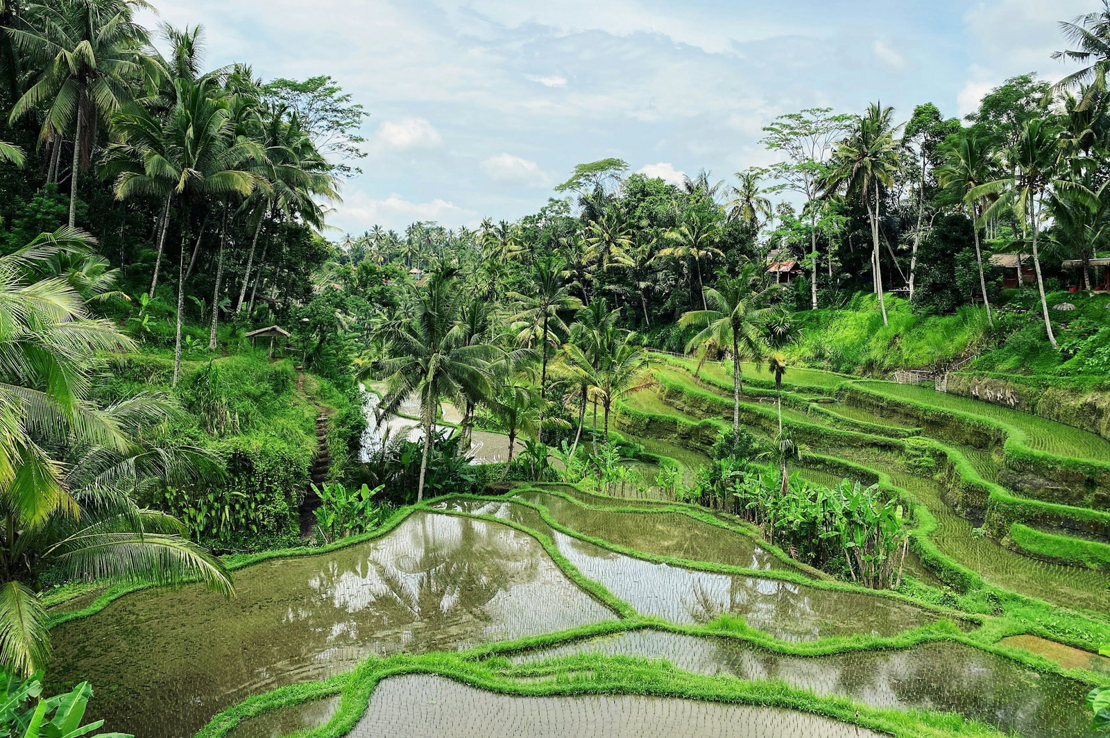 Tegallalang Rice Terrace