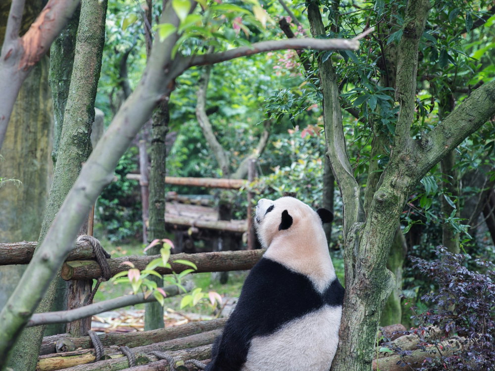 Panda looking up at trees in Chengdu