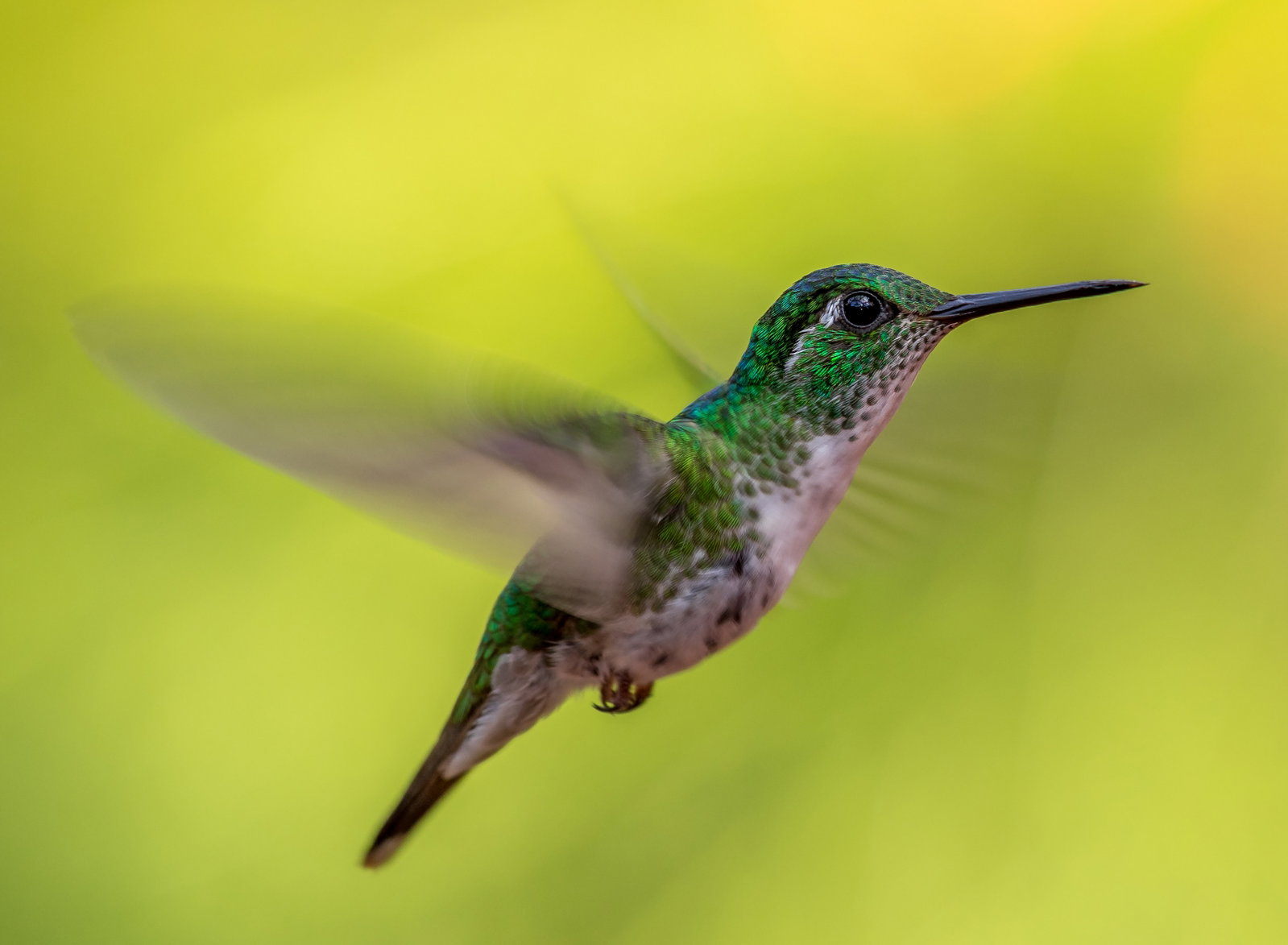 Green-crowned Brilliant hummingbird flying at La Paz Waterfall, Costa Rica